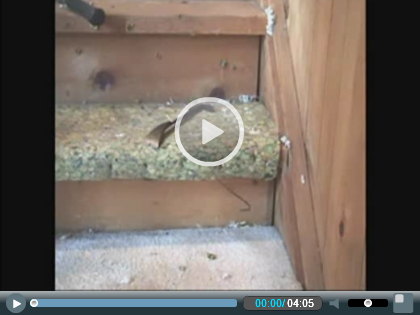 How to install prefinished stair treads - Click to play